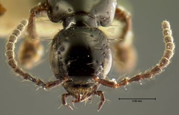Media type: image;   Entomology 7289 Aspect: head dorsal view